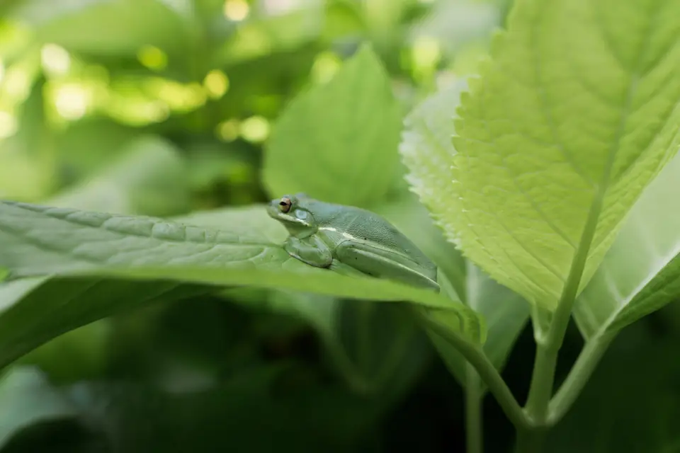 Amfibilerde Ureme Yumurta ve Larva Donemleri