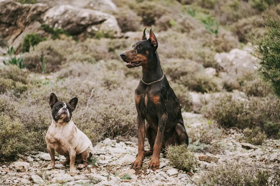 Doberman Davranis ve Karakter Ozellikleri