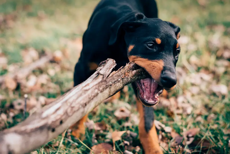 Doberman Doberman ve Aile Yasami