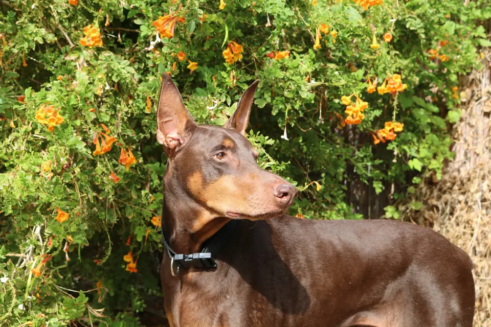 Doberman Doberman ve Calisma ALanlari