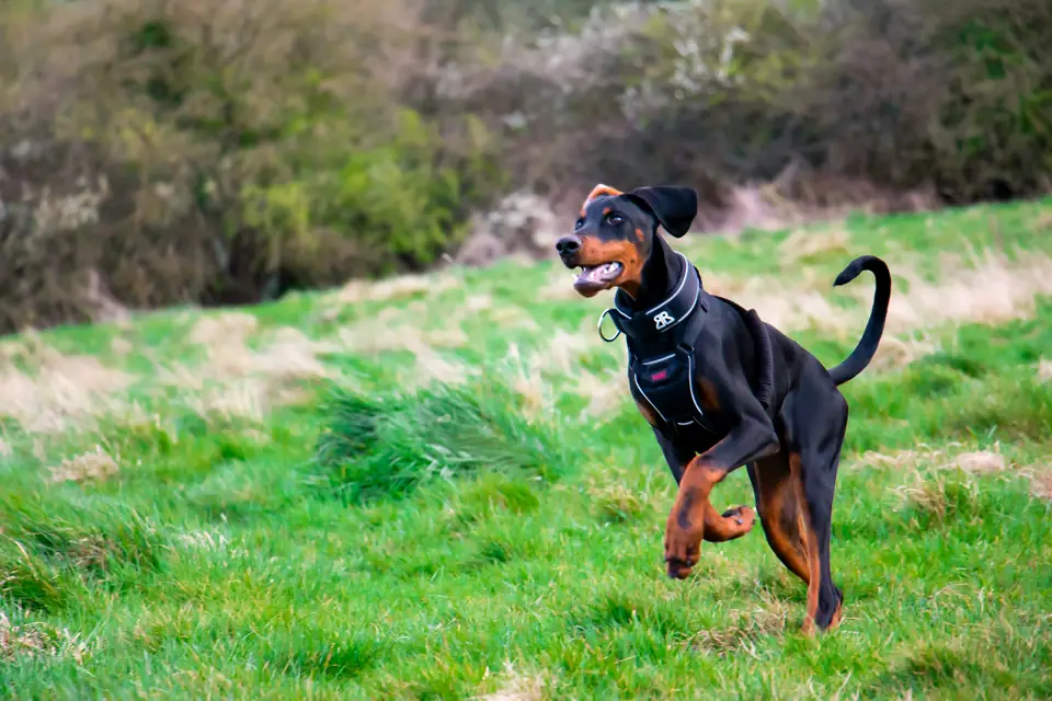 Doberman Egzersiz ve Aktivite Ihtiyaclari