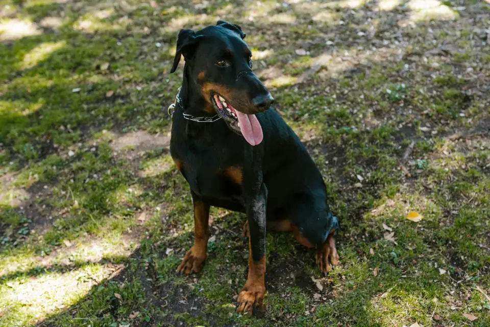 Doberman Fiziksel Ozellikler