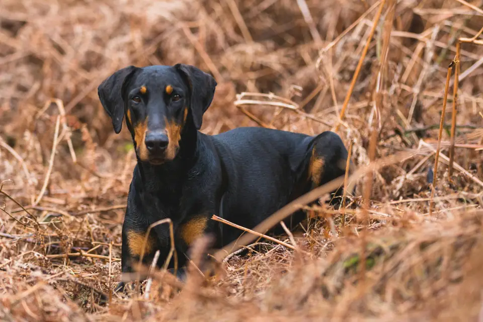 Doberman Kokeni ve Tarihcesi