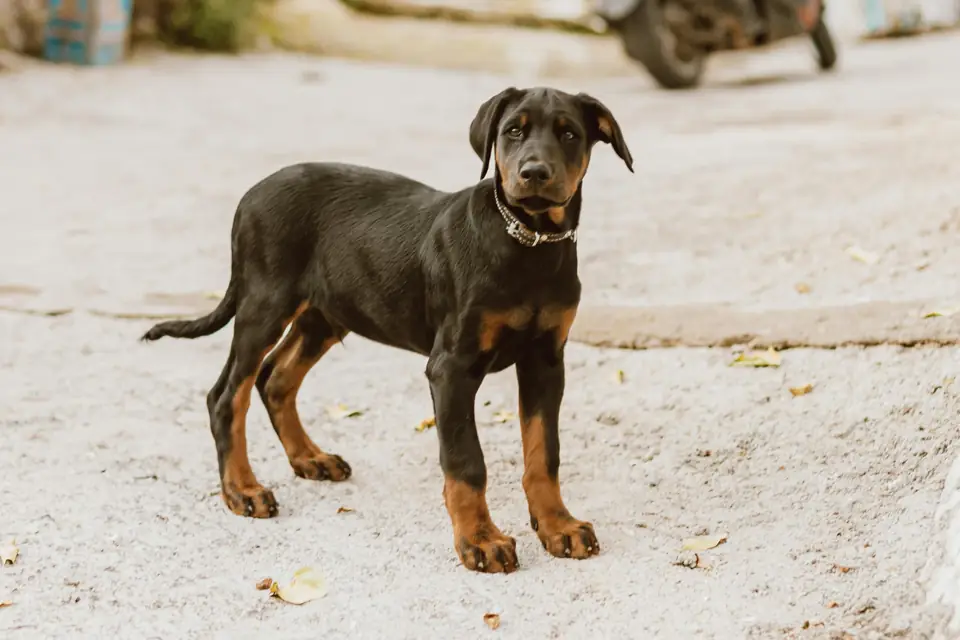 Doberman Saglik Sorunlari ve Veteriner Bakimi