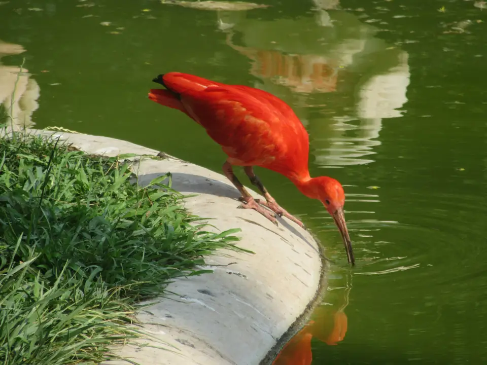 En Renkli Kus Turleri Narenciye Ibis