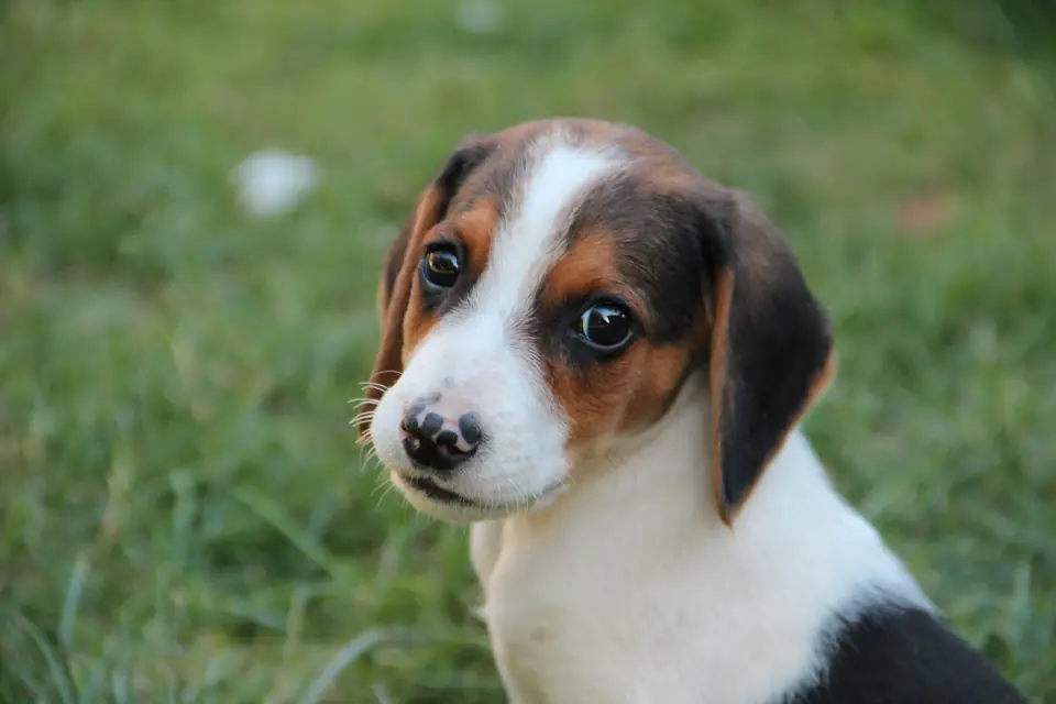 En Sagdik Kopek Cinsleri Beagle