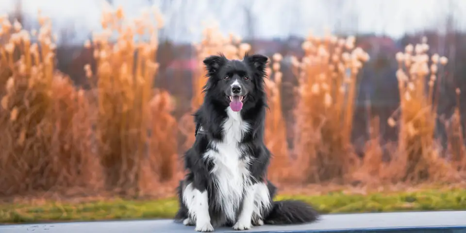 En Sagdik Kopek Cinsleri Border Collie