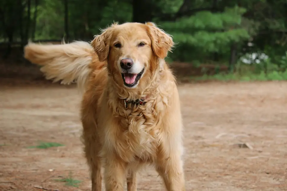 En Sagdik Kopek Cinsleri Golden Retriever