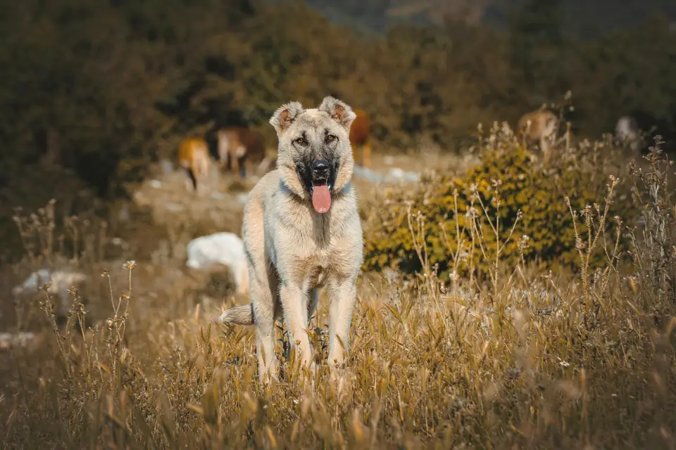 En Sagdik Kopek Cinsleri Kangal