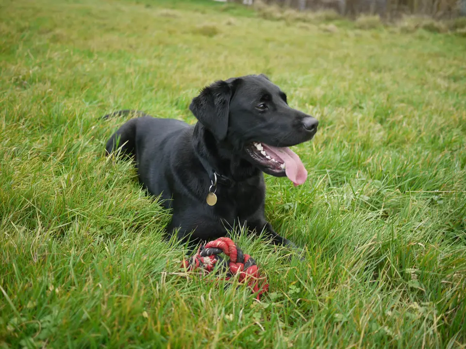 En Sagdik Kopek Cinsleri Labrador Retriever