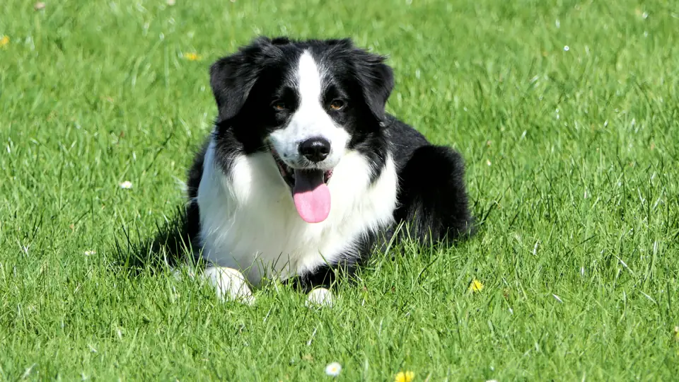 En Sağdık Köpek Cinsleri - Öne Çıkarılan Görsel