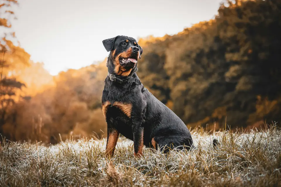 En Sagdik Kopek Cinsleri Rottweiler