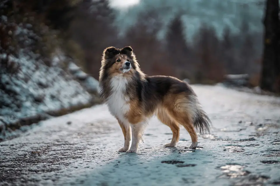 En Sagdik Kopek Cinsleri Shetland Sheepdog