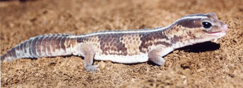 Evcil Surungen African Fat Tailed Gecko e1721145665910