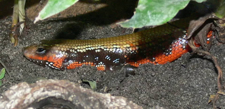 Evcil Surungen Fire Skink