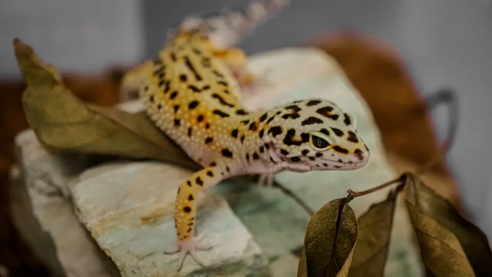 Evcil Surungen Leopar Gecko