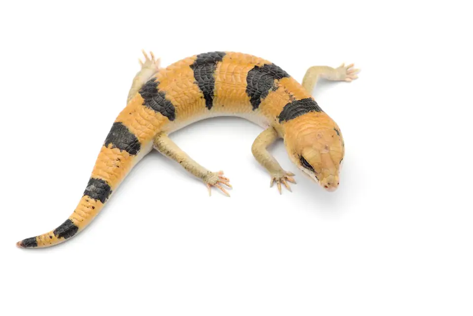 Evcil Surungen Peters Banded Skink