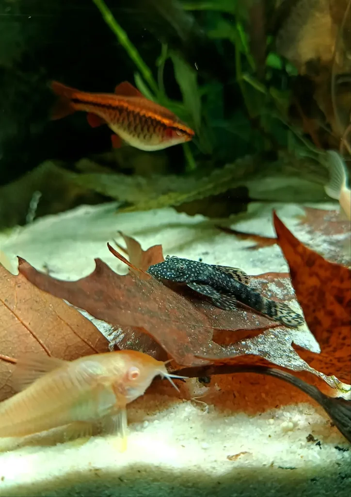 Evde Bakmaya En Uygun Balık Türleri - Corydoras