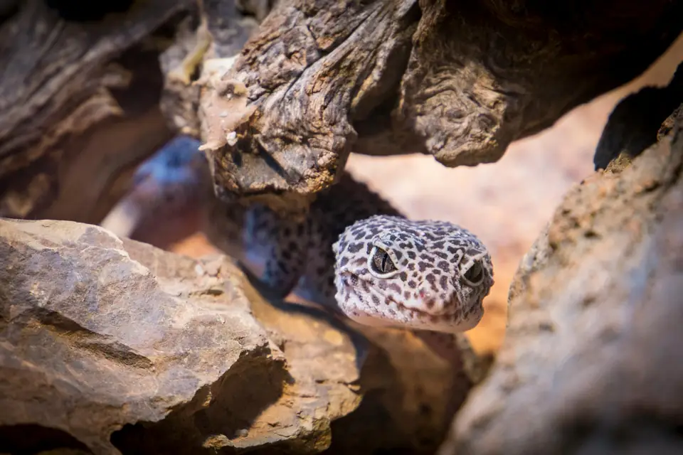 Gecko Bakimi Rehberi – Davranislari ve Sosyal Yasamlari