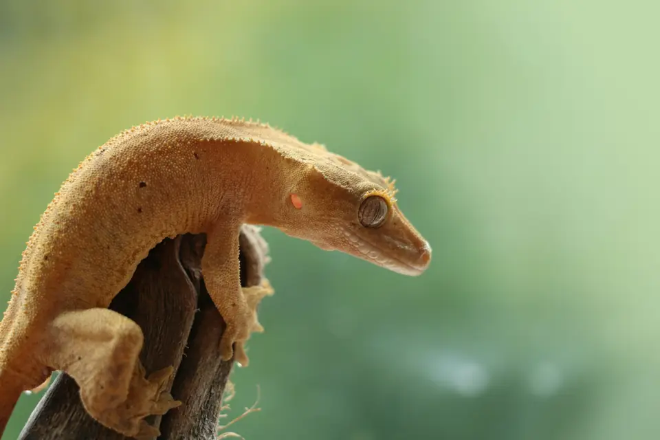 Gecko Bakimi Rehberi – Temel Ozellikleri