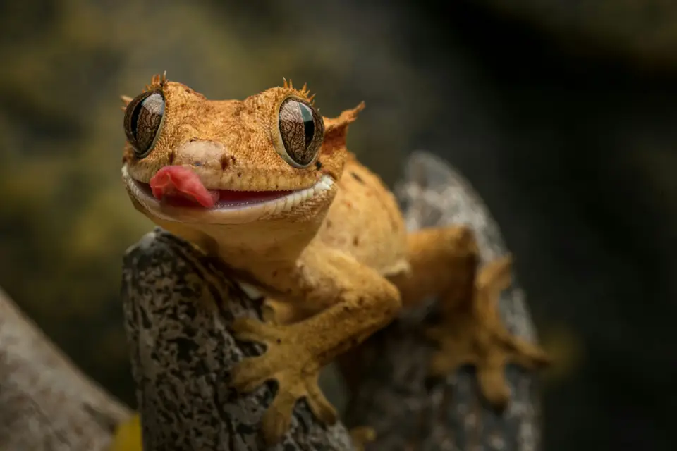 Gecko Bakimi Rehberi – Temizlik ve Bakimi