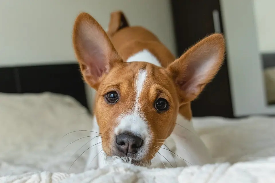 Havlamayan Kopek Basenji Bakimi