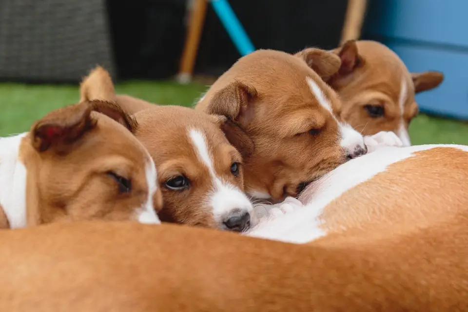 Havlamayan Kopek Basenji Cocuklar