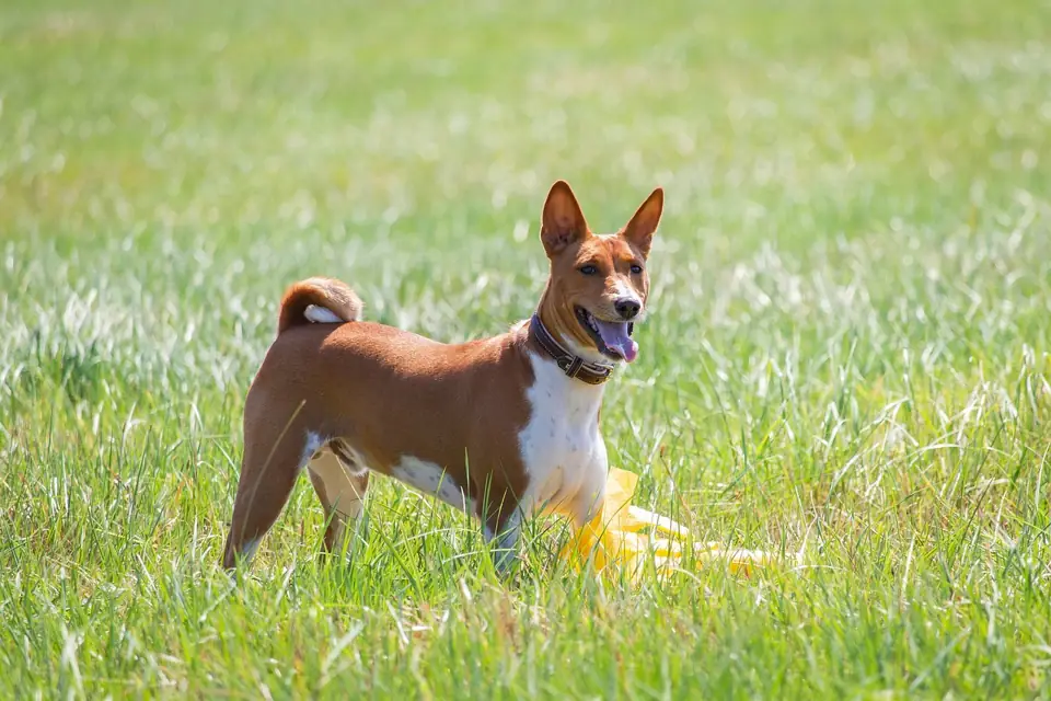 Havlamayan Kopek Basenji Egitimi