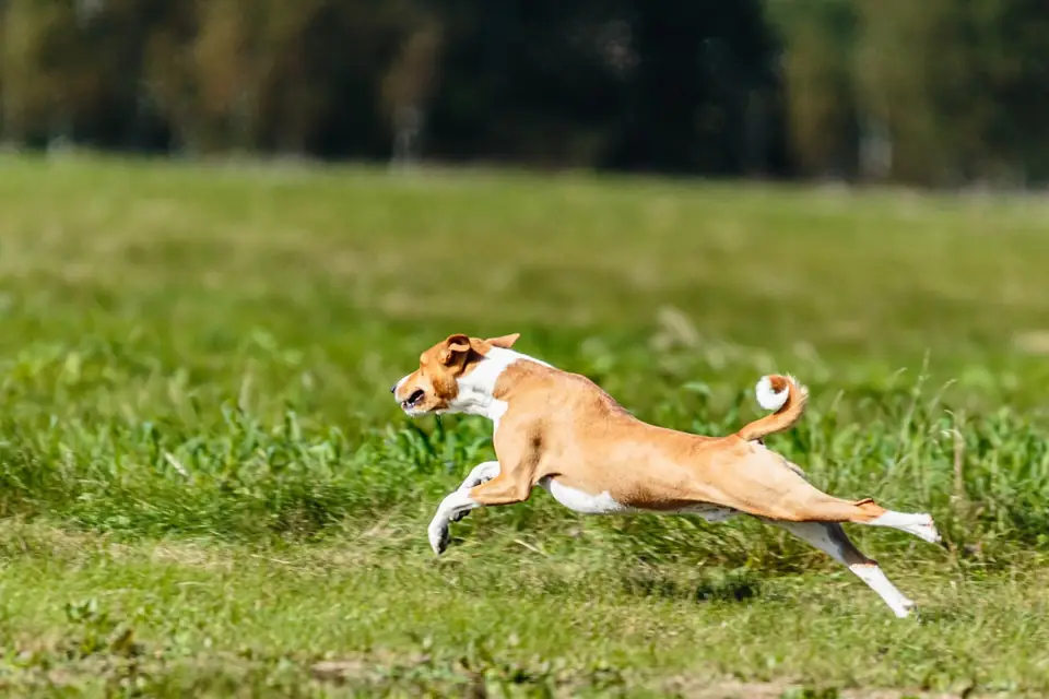 Havlamayan Kopek Basenji Egzersiz Ihtiyaci