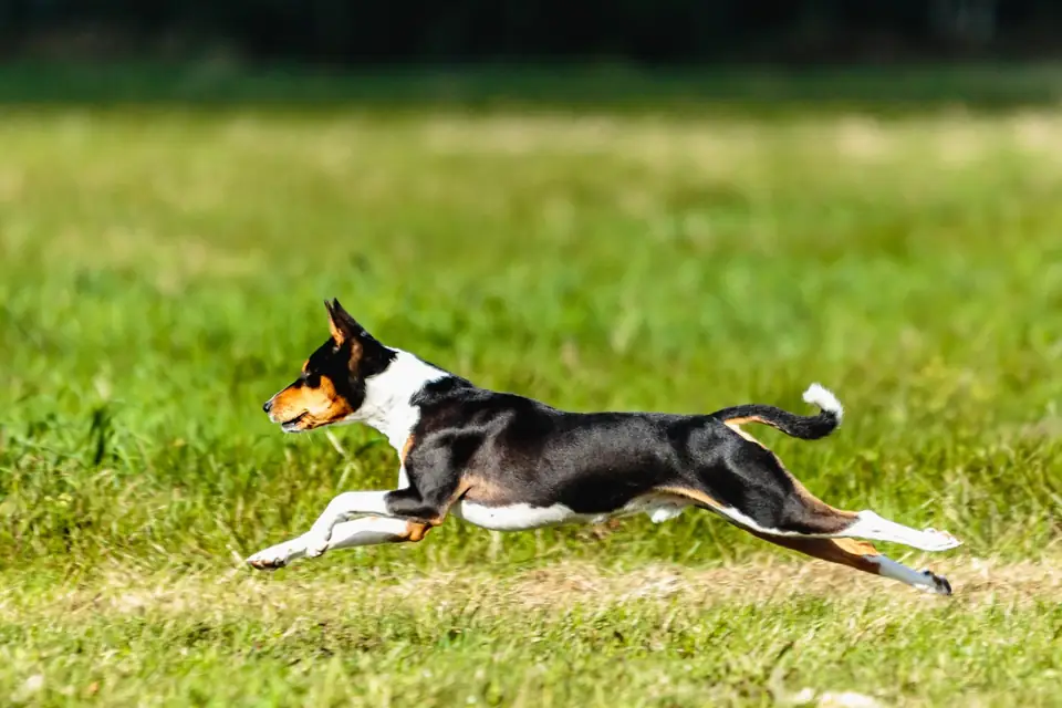 Havlamayan Kopek Basenji Fiziksel Ozellikleri