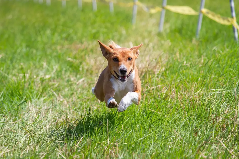 Havlamayan Kopek Basenji Nedir