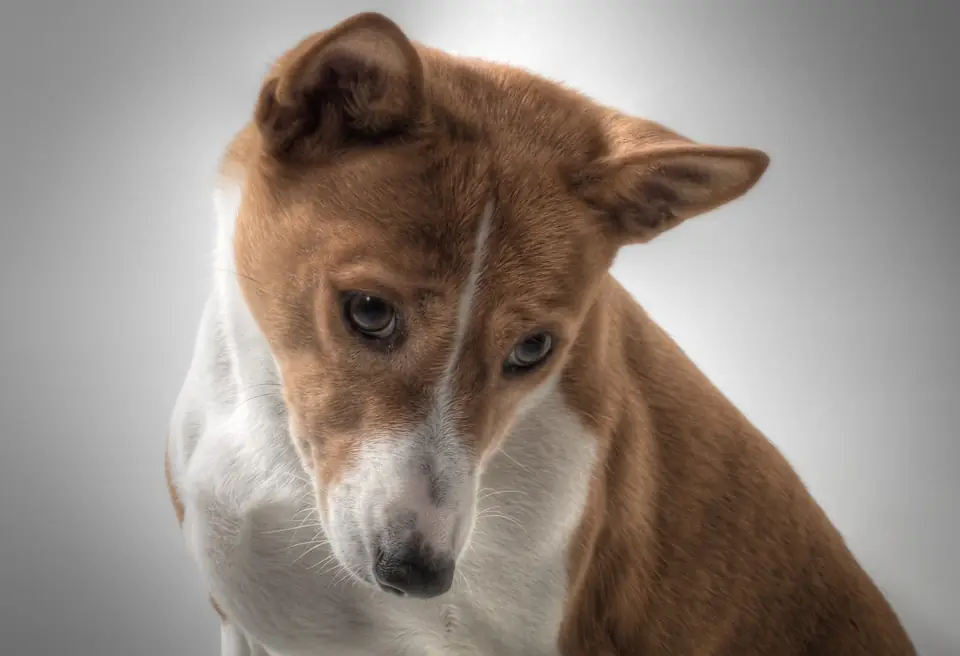 Havlamayan Köpek Basenji - Öne Çıkarlan Görsel