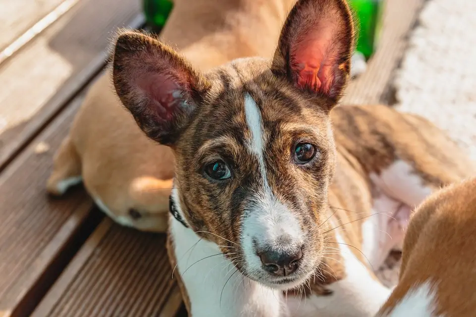 Havlamayan Kopek Basenji Saglik Sorunlari