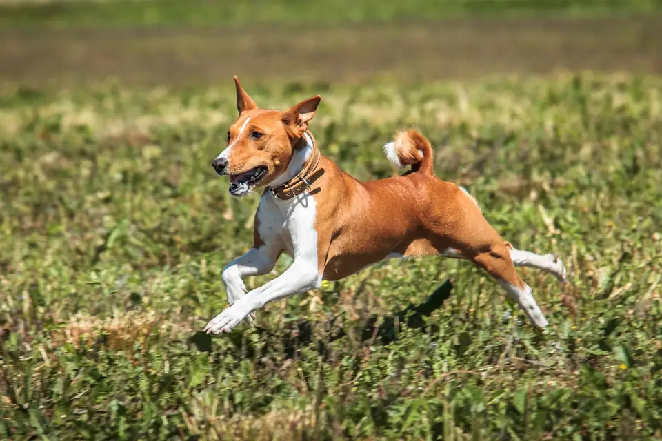 Havlamayan Kopek Basenji Tarihcesi