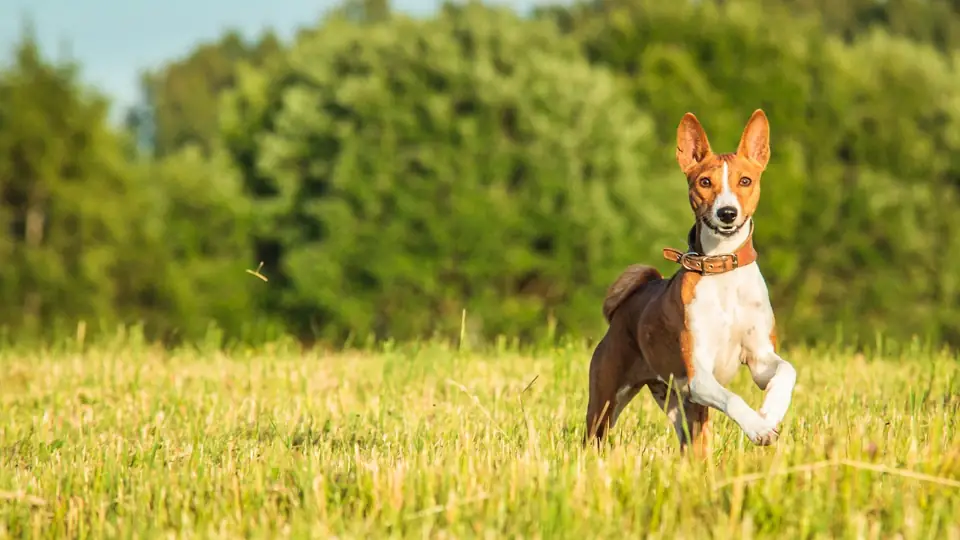 Havlamayan Kopek Basenji Yasam Alani