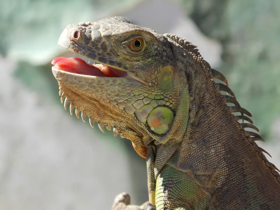 Iguana Evde Beslenir mi Beslenme Aliskanliklari