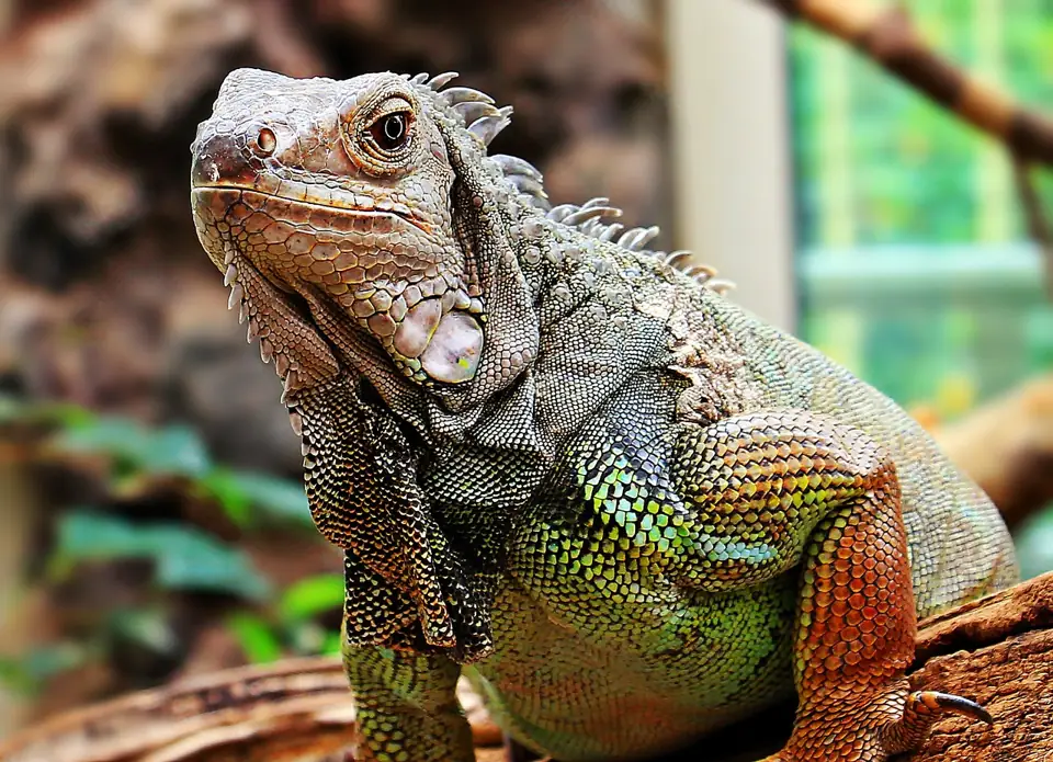 Iguana Evde Beslenir mi Genel Ozellikleri