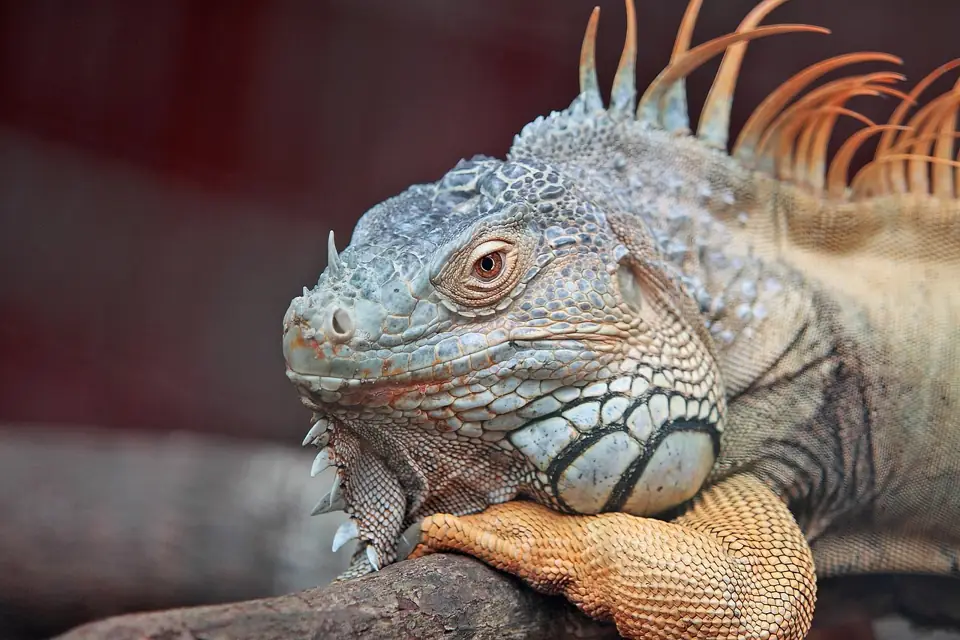 Iguana Evde Beslenir mi Iguana ve Diger Evcil Hayvanlar