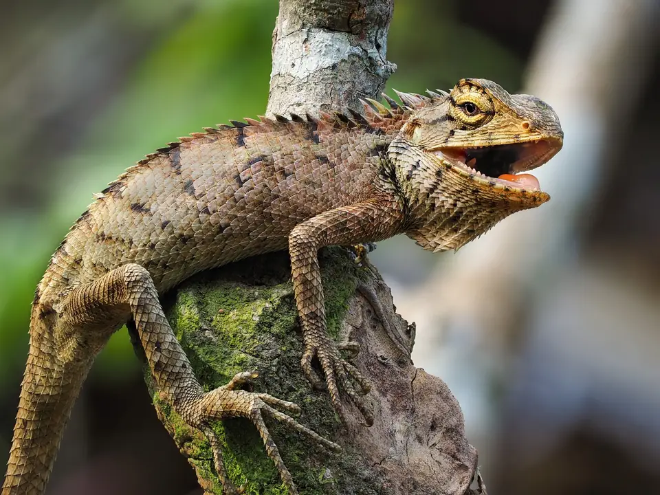 Iguana Evde Beslenir mi - Öne Çıkarılan Görsel