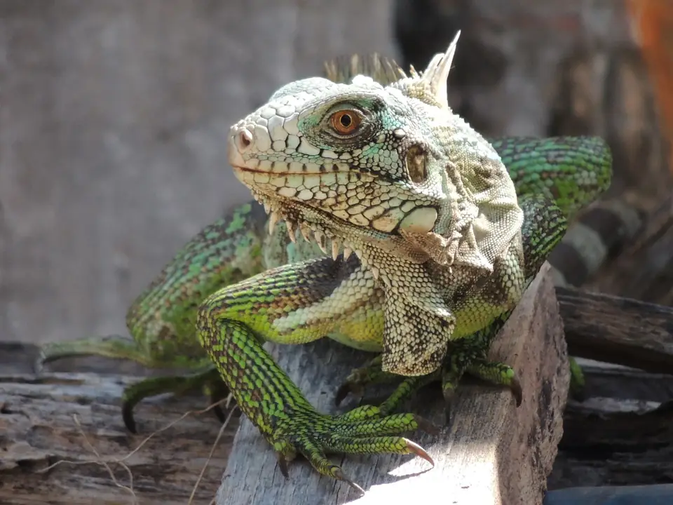 Iguana Evde Beslenir mi Oyun ve Egzersiz