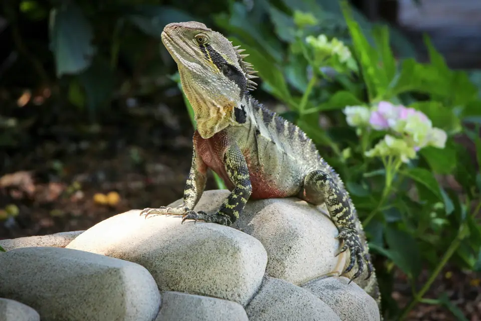 Iguana Evde Beslenir mi Saglik Sorunlari ve Cozumleri