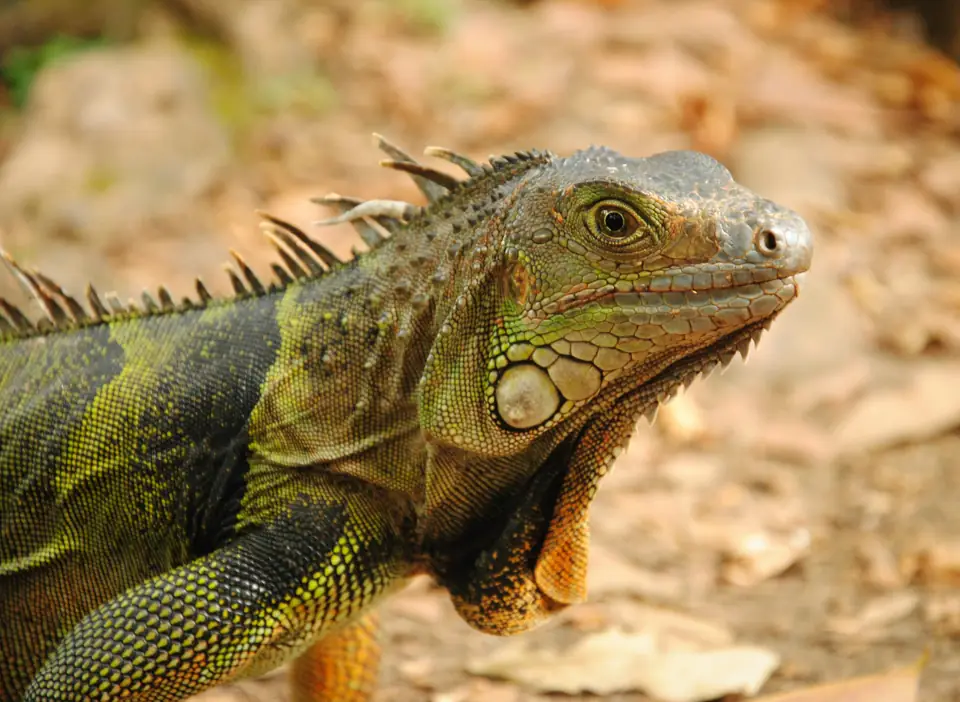 Iguana Evde Beslenir mi Sicaklik ve Nem Gereksinimleri