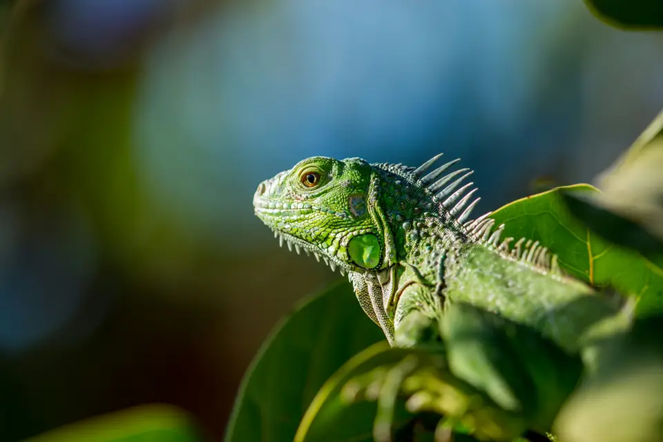 Iguana Evde Beslenir mi Uygun Terraryum Kosullari