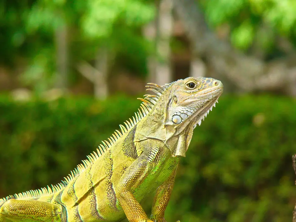 Iguana Evde Beslenir mi Uzun Vadeli Bakim Plani