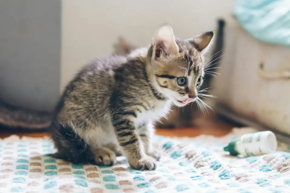 Kedi Eve Ilk Geldiginde Ne Yapilmali Guvenli Bir Alan Hazirlayin