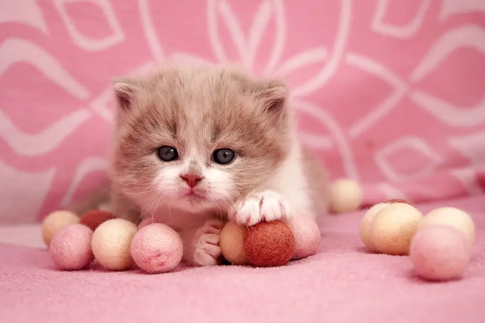 Kedi Eve Ilk Geldiginde Ne Yapilmali Ihtiyaclarina Dikkat Edin