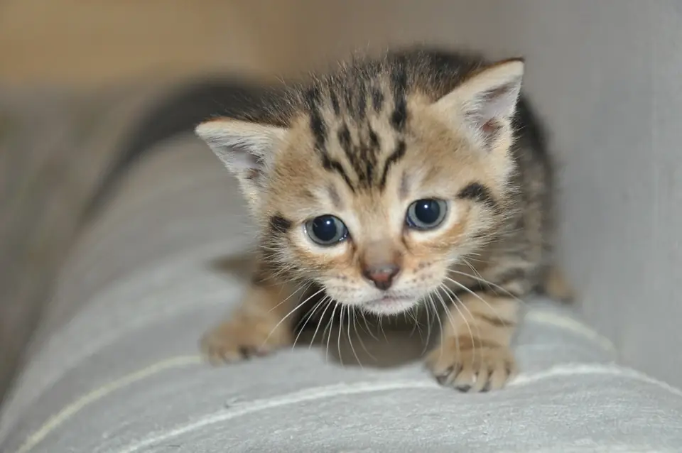 Kedi Eve Ilk Geldiginde Ne Yapilmali Saglik Kontrollerini Yapin