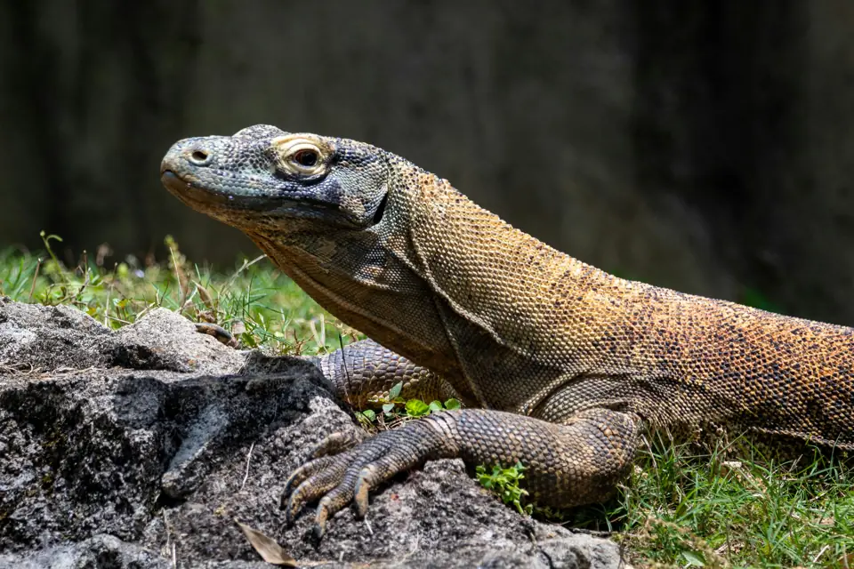 Komodo Ejderi Ekosistemdeki Rolu