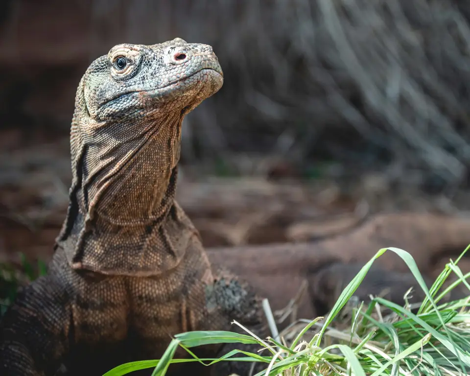 Komodo Ejderi Fiziksel Ozellikler