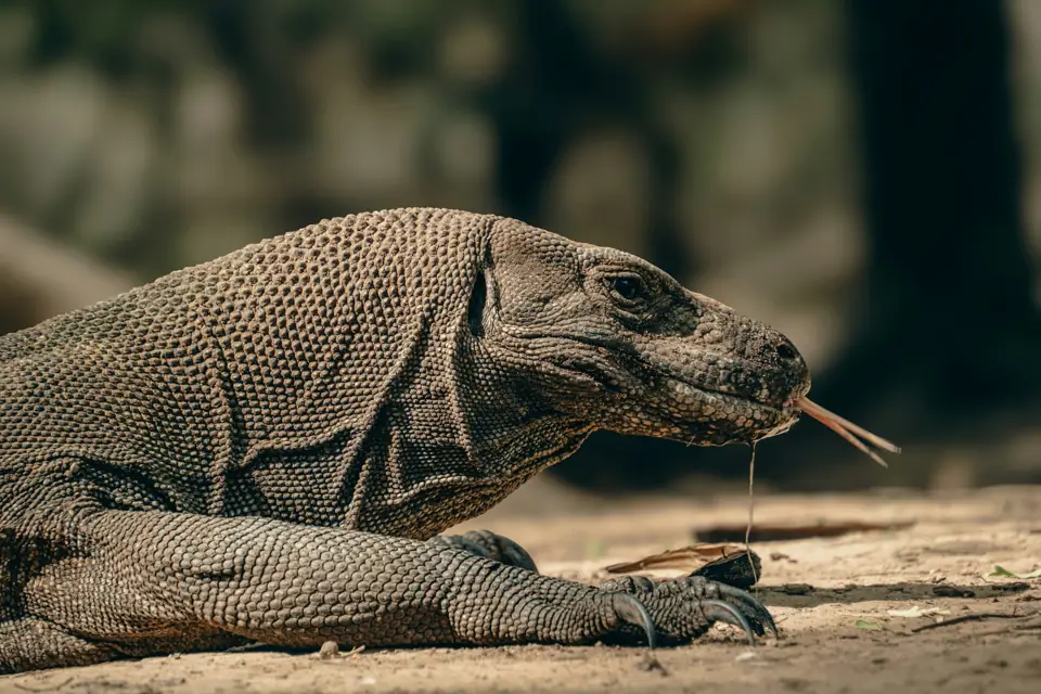 Komodo Ejderi Komodo Ejderi ve Insanlar